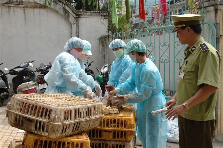 Ministry urges preventive actions against bird flu risk on Tet - 1 Ministry urges preventive actions against bird flu risk on Tet - 1