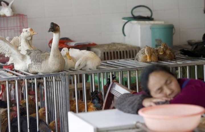 China reports 25th death from H7N9 bird flu - 1