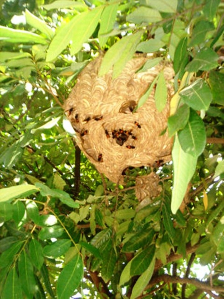 Hornets served as delicacies in Mekong Delta - 2