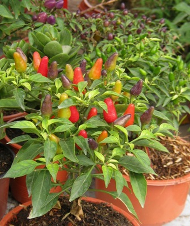 Fruit tree made into bonsai for Tet - 1