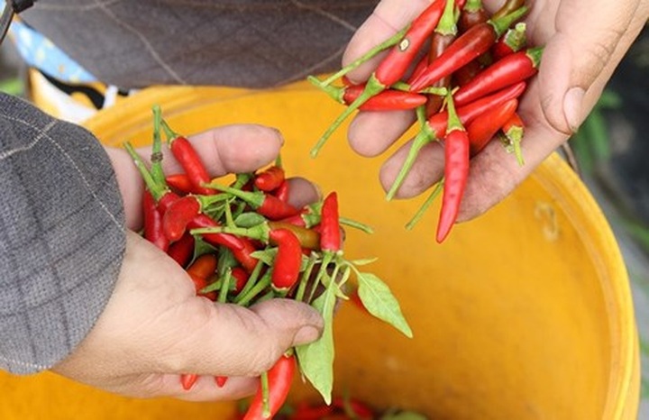 Malaysia halts Vietnamese chilli pepper imports - 1