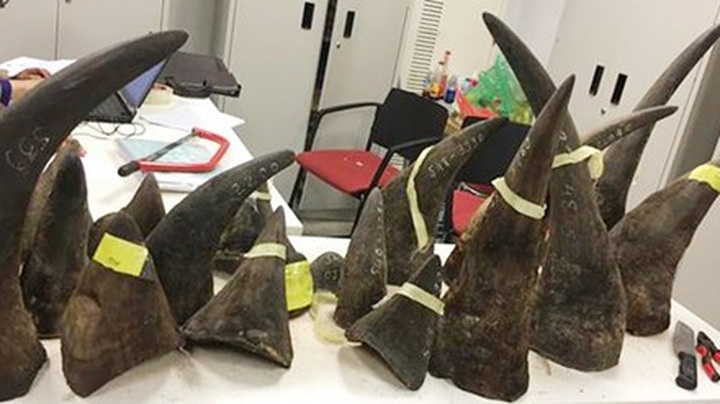 Three kilos of suspected rhino horn seized at Noi Bai Airport - 1 Three kilos of suspected rhino horn seized at Noi Bai Airport - 1