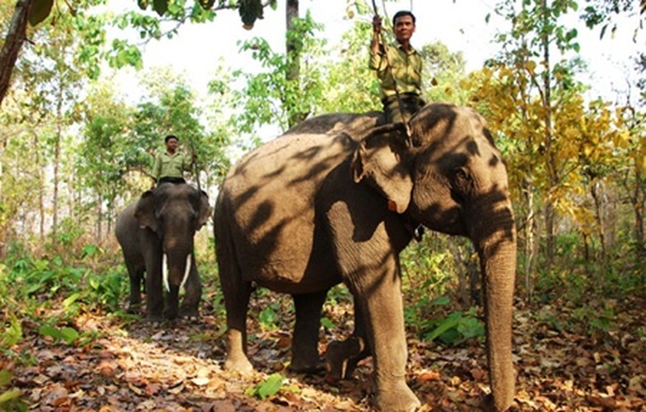 Elephants at risk in Dak Lak - 1