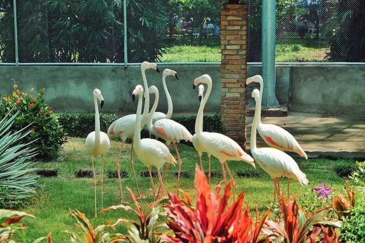 Sài Gòn Zoo opens flamingo garden, water park - 1 Sài Gòn Zoo opens flamingo garden, water park - 1