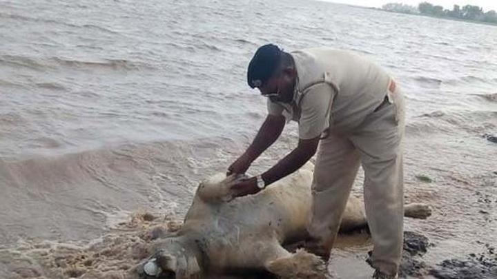 10 lions, hundreds of dead animals in India floods: report - 1