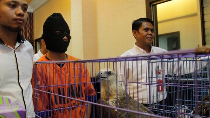 Indonesia arrests man selling protected eagles on Facebook - 1