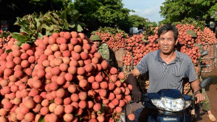 After China woes, Vietnam's lychee farmers head to new markets - 1