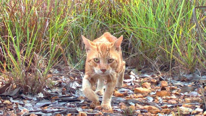 Brigitte Bardot slams Australia's plan to kill 2 million feral cats - 1