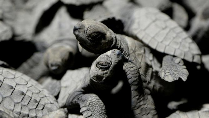 Turtles' vulnerable start to life on Philippine coast - 1