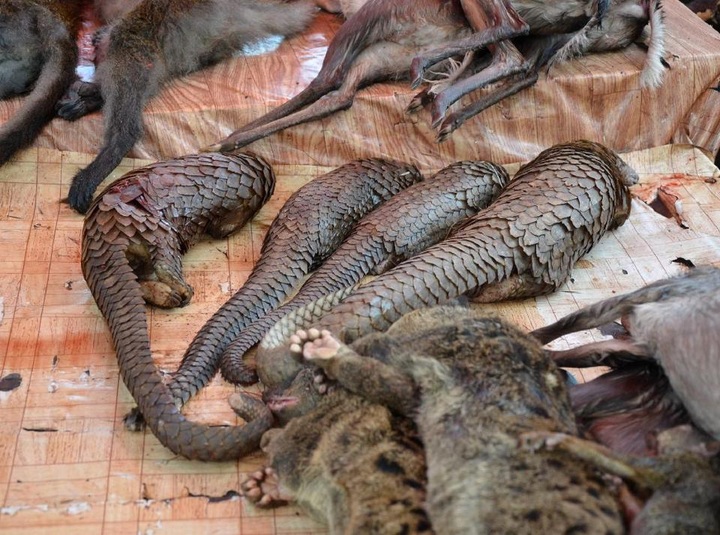 Pangolins under threat in Gabon as demand surges in Asia - 1