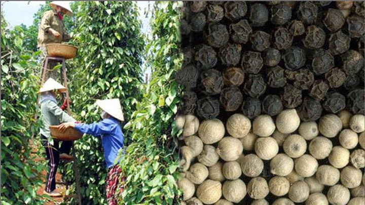 Vietnam remains world’s leading pepper exporter - 1 Vietnam remains world’s leading pepper exporter - 1
