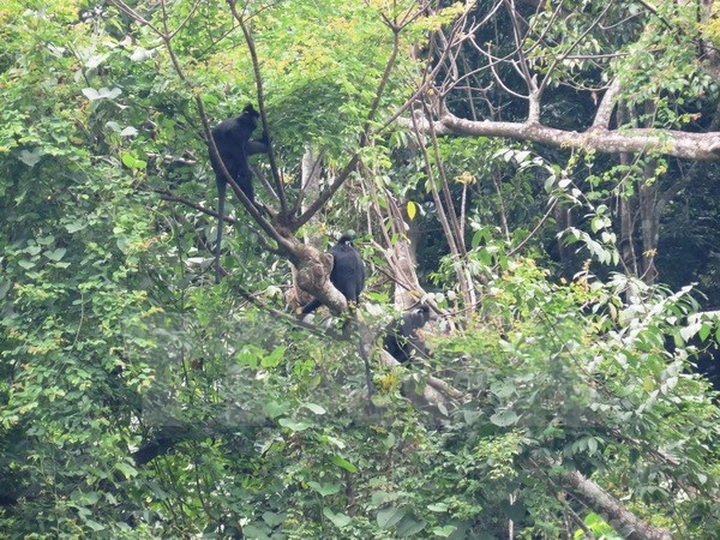 Nine endangered animals released into the wild at Phong Nha-Ke Bang - 1