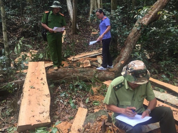 Vietnam deforestation cases in decline - 1