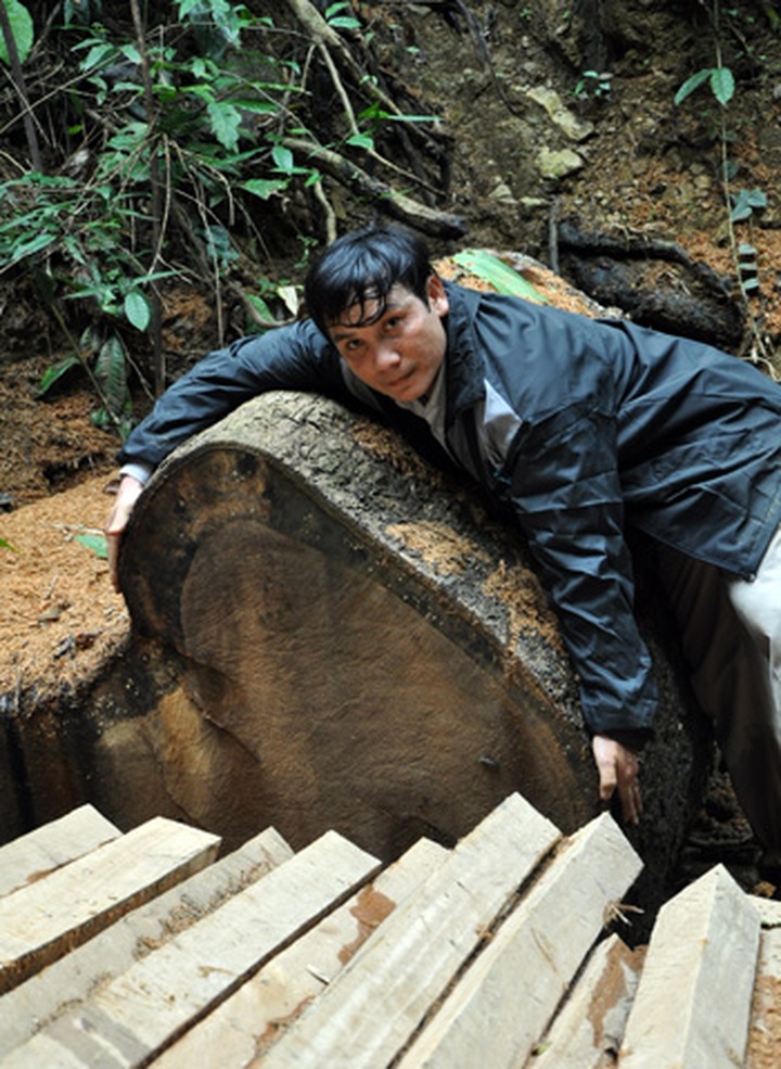 Illegal road fosters illicit logging in Quang Ngai - 3
