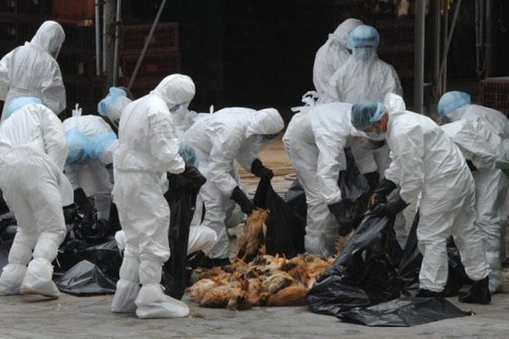 Chinese man critical with bird flu - 1