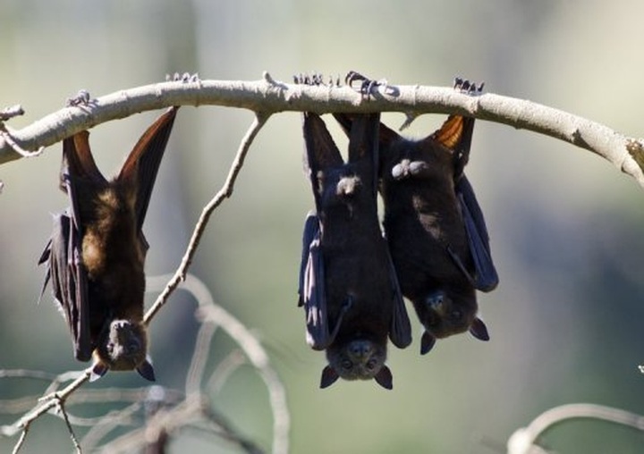 Industrial music scares off pesky Sydney bats - 1