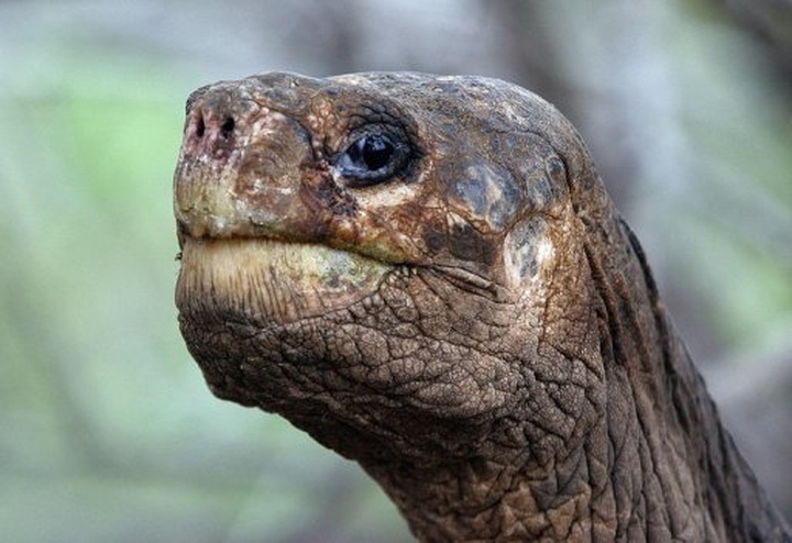 World loses species with death of Lonesome George - 1