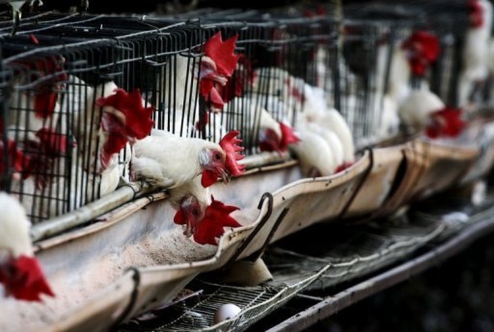 Mexico kills 2.5 mn poultry to contain bird flu - 1
