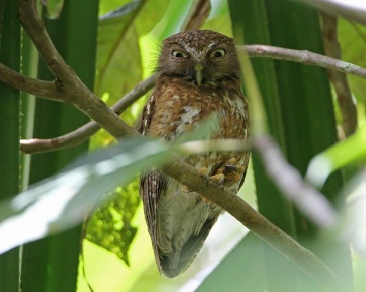New owl species discovered in Philippines - 1