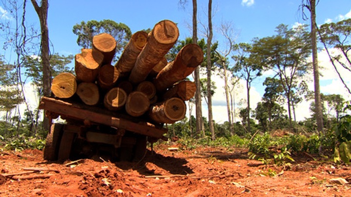 Saving Amazonia: Winning the war on deforestation - 1