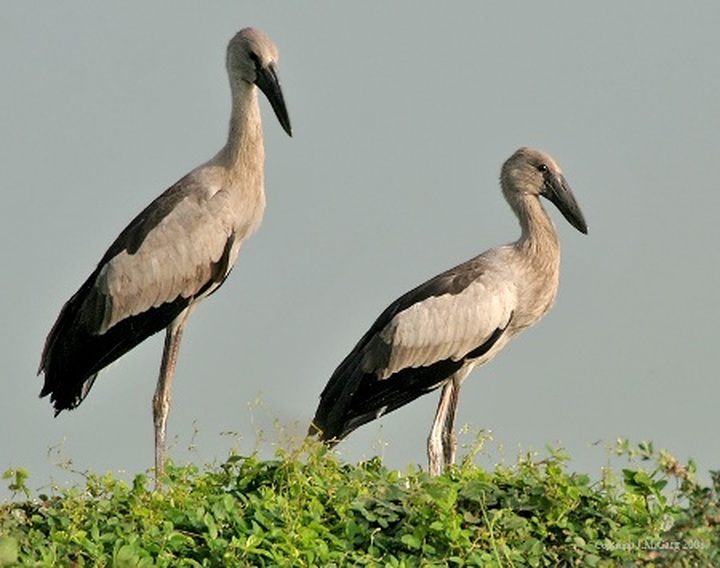 Hundreds of endangered birds appear in Dien Bien - 1 Hundreds of endangered birds appear in Dien Bien - 1