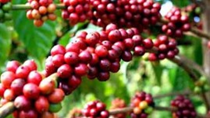 Farm ministry cultivates ties with overseas Vietnamese - 1