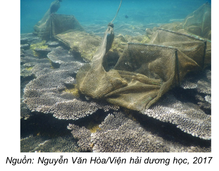 Son Tra Peninsula’s biodiversity severely threatened - 1