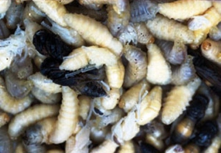 Hornets served as delicacies in Mekong Delta - 3