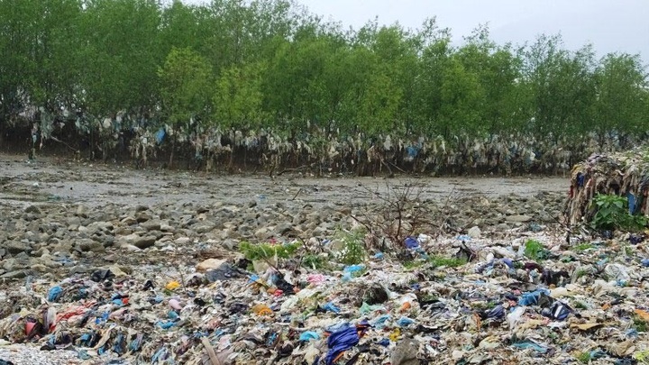 Thanh Hoa coastal forest swamped by rubbish - 1