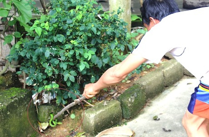 Expert warns of growing snake threat in central regions - 1