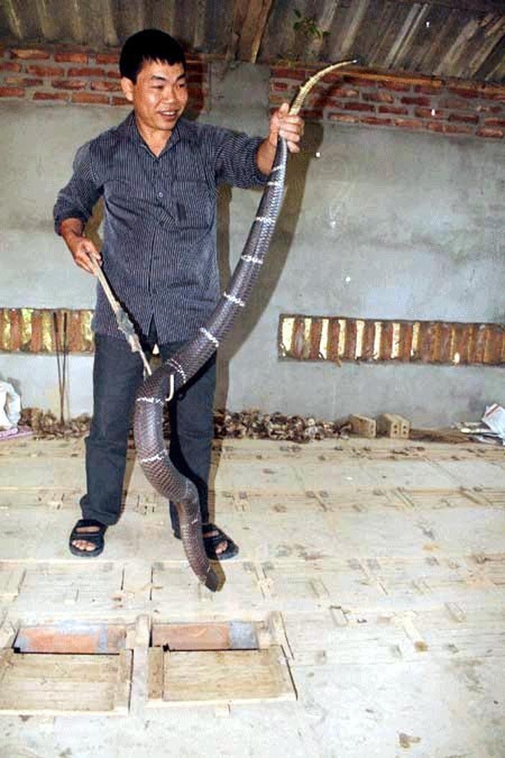 Raising poisonous snakes in Vinh Phuc - 2