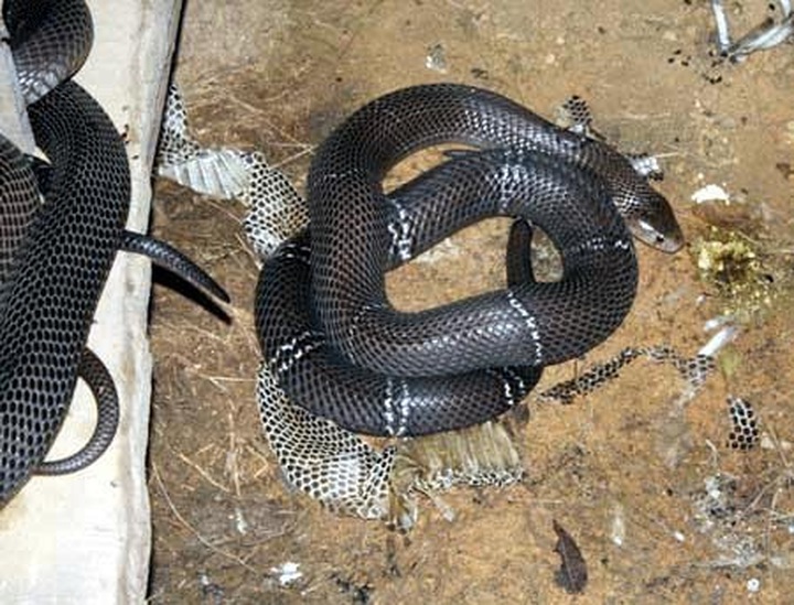 Raising poisonous snakes in Vinh Phuc - 6