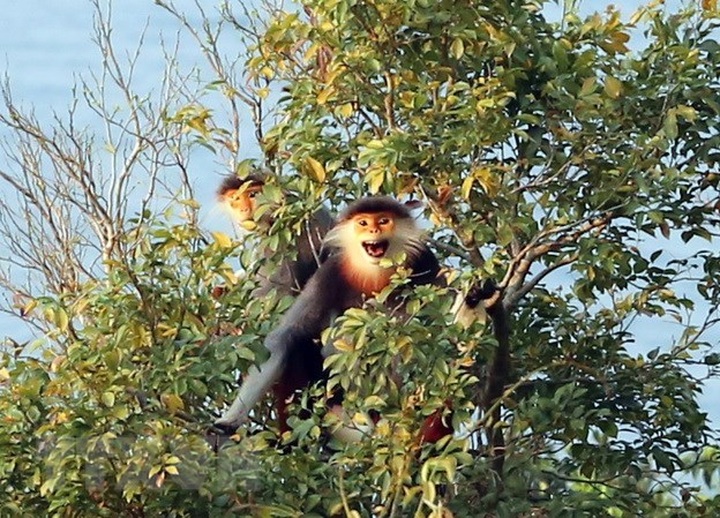 Thua Thien-Hue issues emergency action plan to protect primates - 1