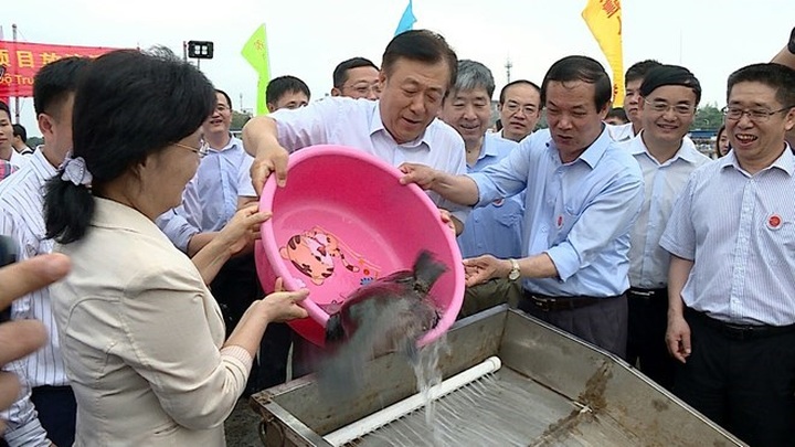 Vietnam, China jointly release young fish into Tonkin Gulf - 1