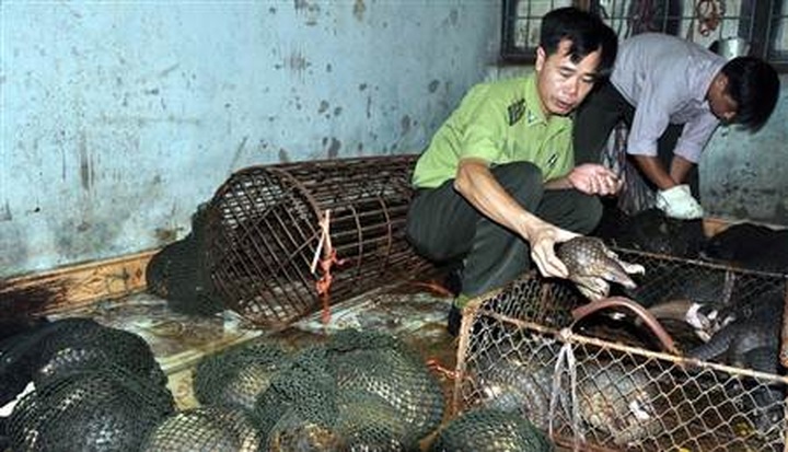 Local authorities under fire for endangered animals sale - 1