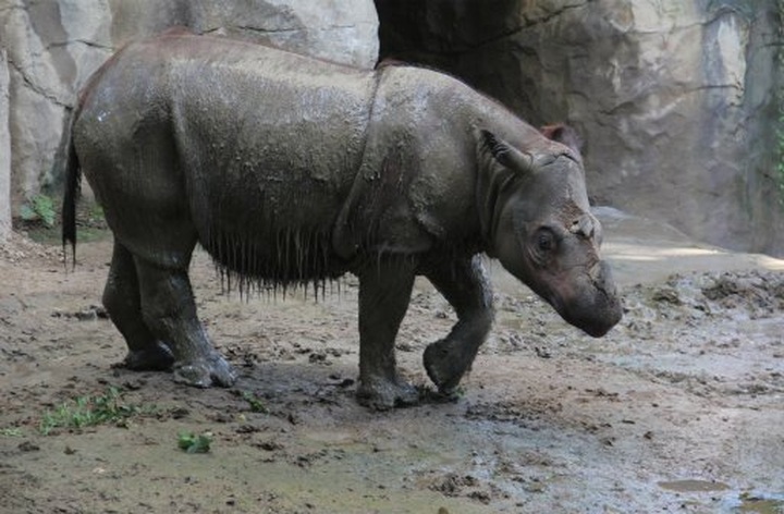 US zoo to breed rhino siblings - 1