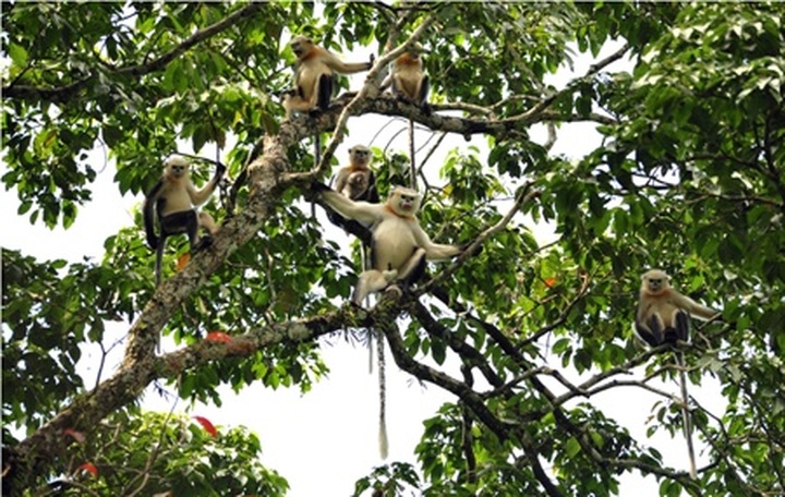 Vietnam boasts highest number of Tokin snub-nosed monkeys - 1