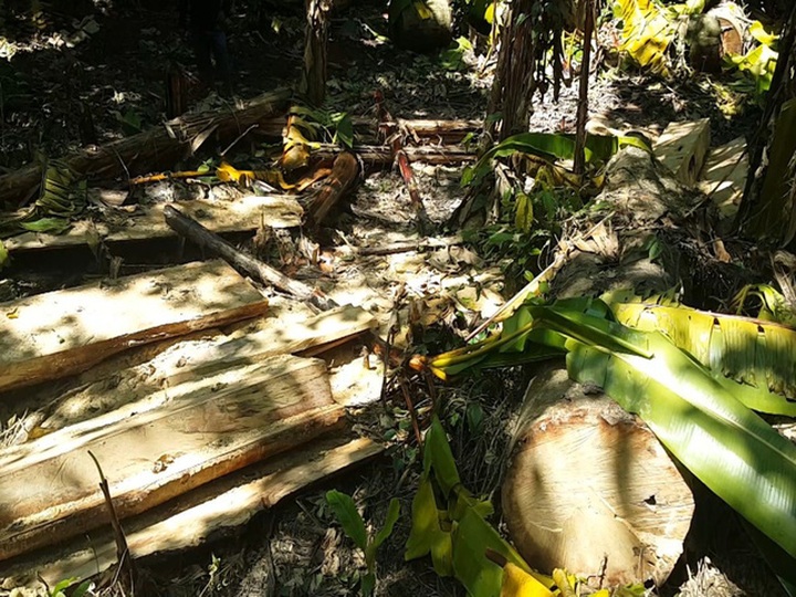 Forest illeglly felled in central region forest - 2