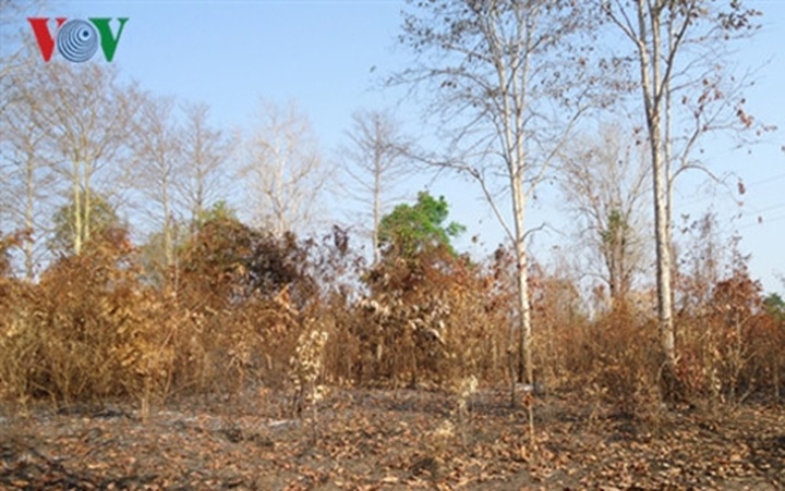 Forest fire risk challenges southern province - 1