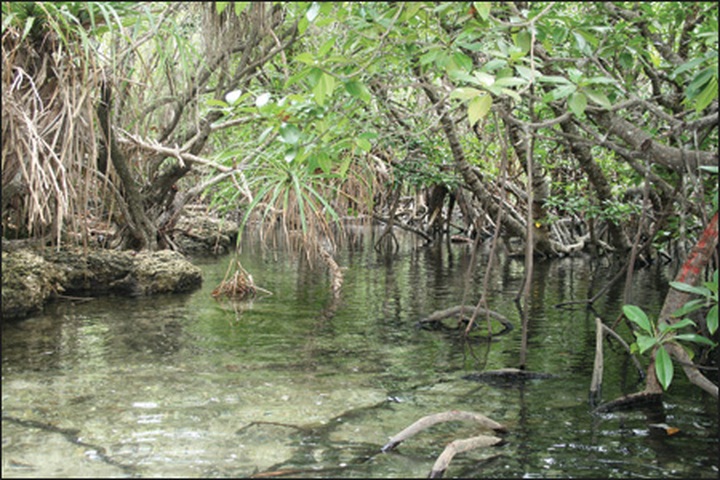 Japan Red Cross commits to disaster risk reduction project - 1