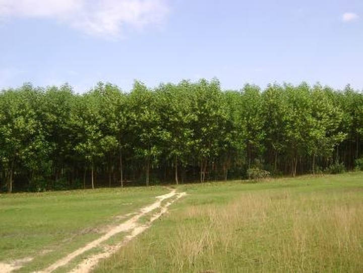 Green strategy key to sustainable growth - 1