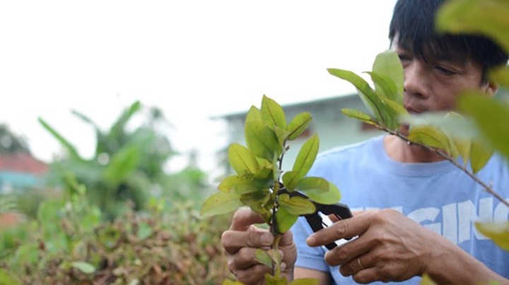 Ornamental trees causing headaches for growers - 2