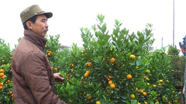 Ornamental trees causing headaches for growers - 1