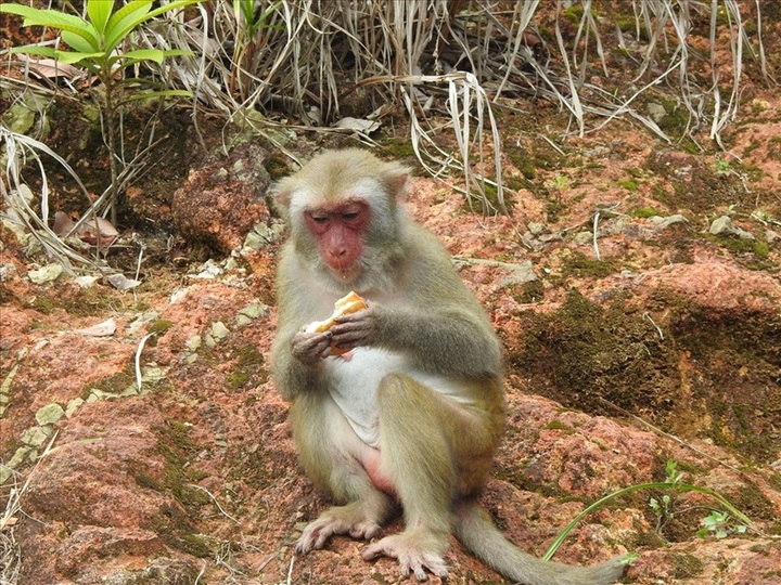 Authorities warn over feeding monkeys on Son Tra Peninsular - 1 Authorities warn over feeding monkeys on Son Tra Peninsular - 1