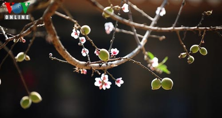 Mong ethnic people welcome New Spring - 1