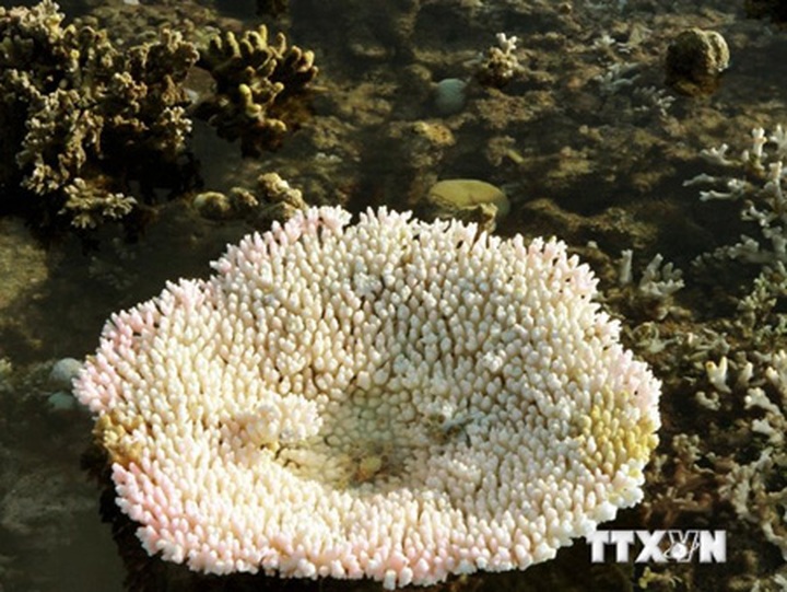 Vietnam's coral reefs face extinction - 1 Vietnam's coral reefs face extinction - 1