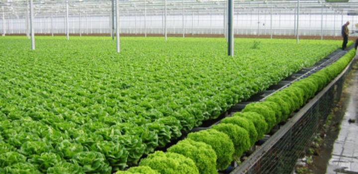 Developing Vietnam’s organic agriculture - 1