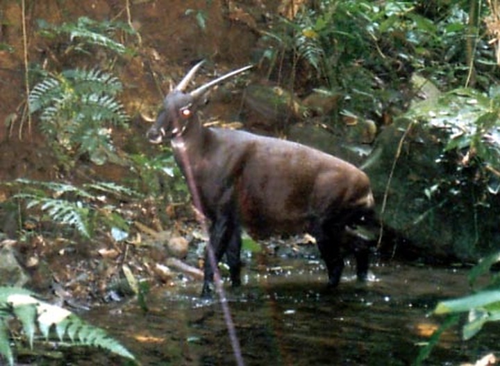 Truong Son Saola disappearing - 1
