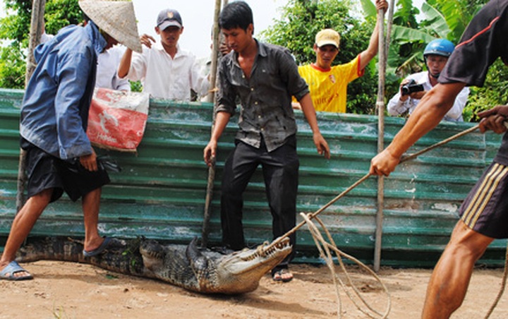 Hunt continues for hundreds of escaped crocodiles - 4