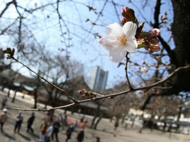 Cherry blossom season officially begins in Tokyo - 1 Cherry blossom season officially begins in Tokyo - 1